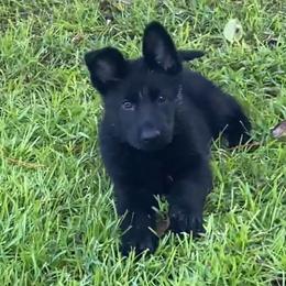 Hermosa - Black female German Shepherd puppy in Whitewater, California from Vom Haus Metzler Shepherds