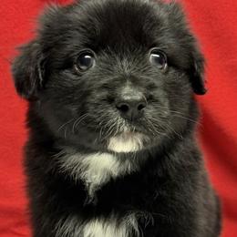TA5 - Black & white male Australian Shepherd puppy in Ada, Ohio from Windy Hill Aussies
