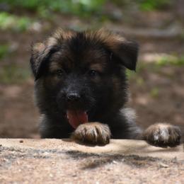 Green Collar Female - Sable female German Shepherd puppy in Marianna, Florida from Haus M Godwin