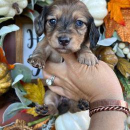 Shaded cream dapple girl - Dapple female Dachshund puppy in Payette, Idaho from NT Mini Doxies