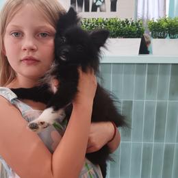 Pomeranian puppies from 007 Hamilton Pomeranian
