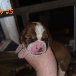 Boy5 - Red and white male Basset Hound puppy in Whitney, Texas from Happy Hound Bassets of Whitney