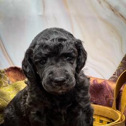 Spring - Silver female Poodle puppy in Greenville, North Carolina from Grace Poodles