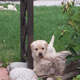 Labrador Retriever Puppies from Evermor Labradors