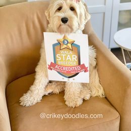 Australian Labradoodle All Grown Up from Crikey Australian Labradoodles