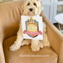 Australian Labradoodle All Grown Up from Crikey Australian Labradoodles
