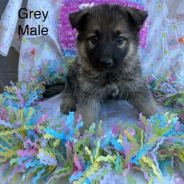 Male 3 - Sable male German Shepherd puppy in Holladay, Tennessee from Mercedes Gumbel