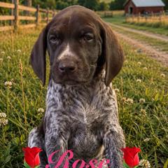 Rose - Liver roan female German Shorthaired Pointer puppy in Banning, California from Lisa’s GSP’s