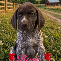 Rose - Liver roan female German Shorthaired Pointer puppy in Banning, California from Lisa’s GSP’s