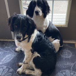 English Springer Spaniels from Paradise Valley Springers