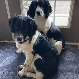 English Springer Spaniels from Paradise Valley Springers