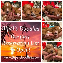 Irish Doodle and Labradoodle Puppies from Bipsi's Doodles