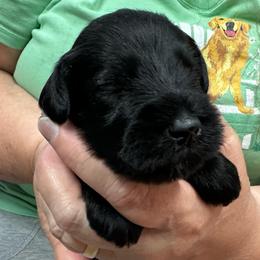 Patriot - Black male Miniature Schnauzer puppy in Alexandria, Indiana from Wiggin SVF Miniature Schnauzers