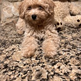 Maltipoo and Poodle Puppies from GG’s Maltipoos and Toy Poodles