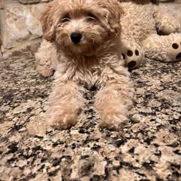 Maltipoo and Poodle Puppies from GG’s Maltipoos and Toy Poodles