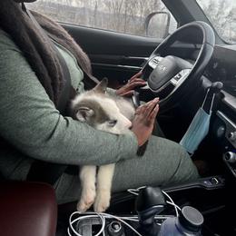 Siberian Husky Puppies from Glacier Run Huskies