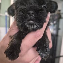 Yogi - Black and tan male Shih Tzu puppy in Green Valley Lake, California from All American Shih Tzu Puppies