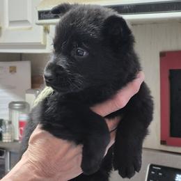 Nola's Mint Girl - Black female German Shepherd puppy in Lake George, Colorado from High Country German Shepherds