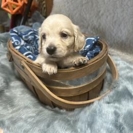 Rylan - Cream male Dachshund puppy in Myrtle, Mississippi from Mel’s Pups