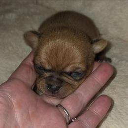 Yogi - Fawn male Chihuahua puppy in Kyle, Texas from joy of chihuahuas tx