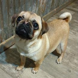 Stella - Pug