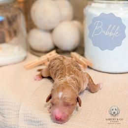 Puppy Pick 3 - Red  male Goldendoodle puppy in Whitesburg, Georgia from Asbury & Co Farms
