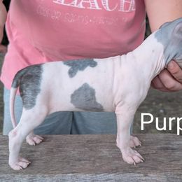 Girl 3 - Black tan and white female American Hairless Terrier puppy in Denton, Texas from Distinct American Hairless Terriers