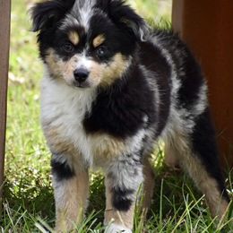 Miniature Australian Shepherd and Toy Australian Shepherd Puppies from Donna’s Toy & Mini Aussies