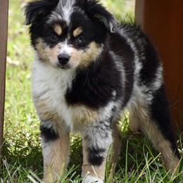 Miniature Australian Shepherd and Toy Australian Shepherd Puppies from Donna’s Toy & Mini Aussies