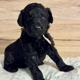 Gray - Black male Goldendoodle puppy in Hesperia, Michigan from Red Acres Poodles & Doodles