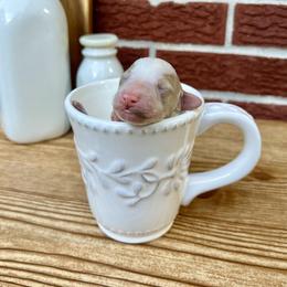 Goldendoodle and Poodle Puppies from SnickerDoodlePups