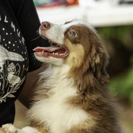 Shelby- Brown eyes - Red female Miniature American Shepherd puppy in Franklinville, North Carolina from Fine Hill Miniature Americans