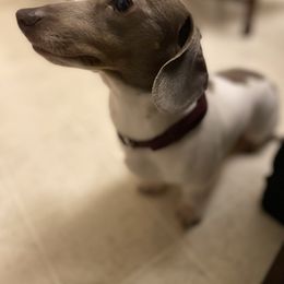 Alice - Dachshund