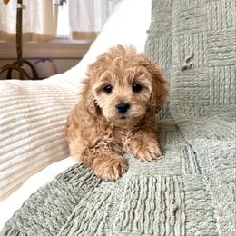 Peach - female Cavapoochon puppy in Burlington, Iowa from Pleasant Home Puppies