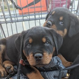 Rottweiler Puppies from Galaxia Rottweilers