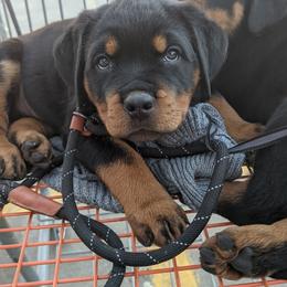 Rottweiler Puppies from Galaxia Rottweilers
