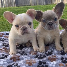 French Bulldog puppies from Goglobalfrenchies_