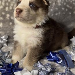 Red Color - Panda male German Shepherd puppy in Marion, Ohio from Legacy K9’s