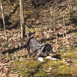 Mountain Cur Puppies from Walnut Ridge Mountain Curs