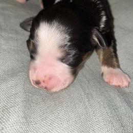 Miniature Australian Shepherd Puppies from Duncan’s Miniature Australian Shepherds