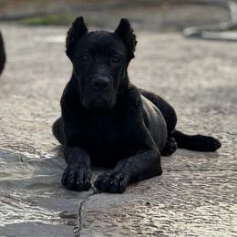 Lilith - Black brindle female Cane Corso puppy in Sandia, Texas from OneTime Cane Corso
