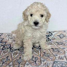 Mickey - Cream male Poodle puppy in Cartersville, Georgia from Little Legacy Puppies