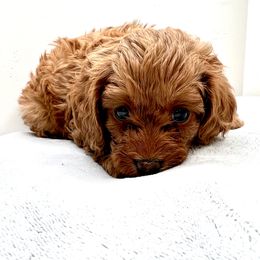 Cavapoo Puppies from PuppybuddyUSA