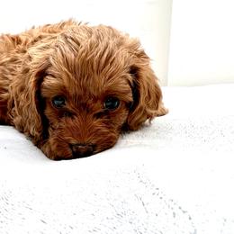 Cavapoo Puppies from PuppybuddyUSA