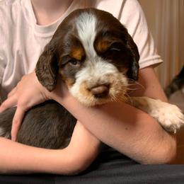Charlie - Liver white and tan male English Springer Spaniel puppy in Battle Creek, Michigan from Eden Springer Spaniels