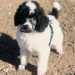 Poodles from COpoodles
