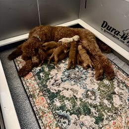 Poodle Puppies from Bridge City Poodles