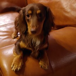 Dachshunds from Lindsays long haired doxies