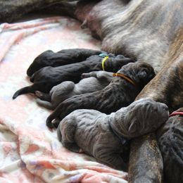 Cane Corso Puppies from Coastal View Kennels