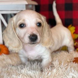 Ghosted - Cream male Dachshund puppy in Lakeland, Florida from Buckwild Doxies